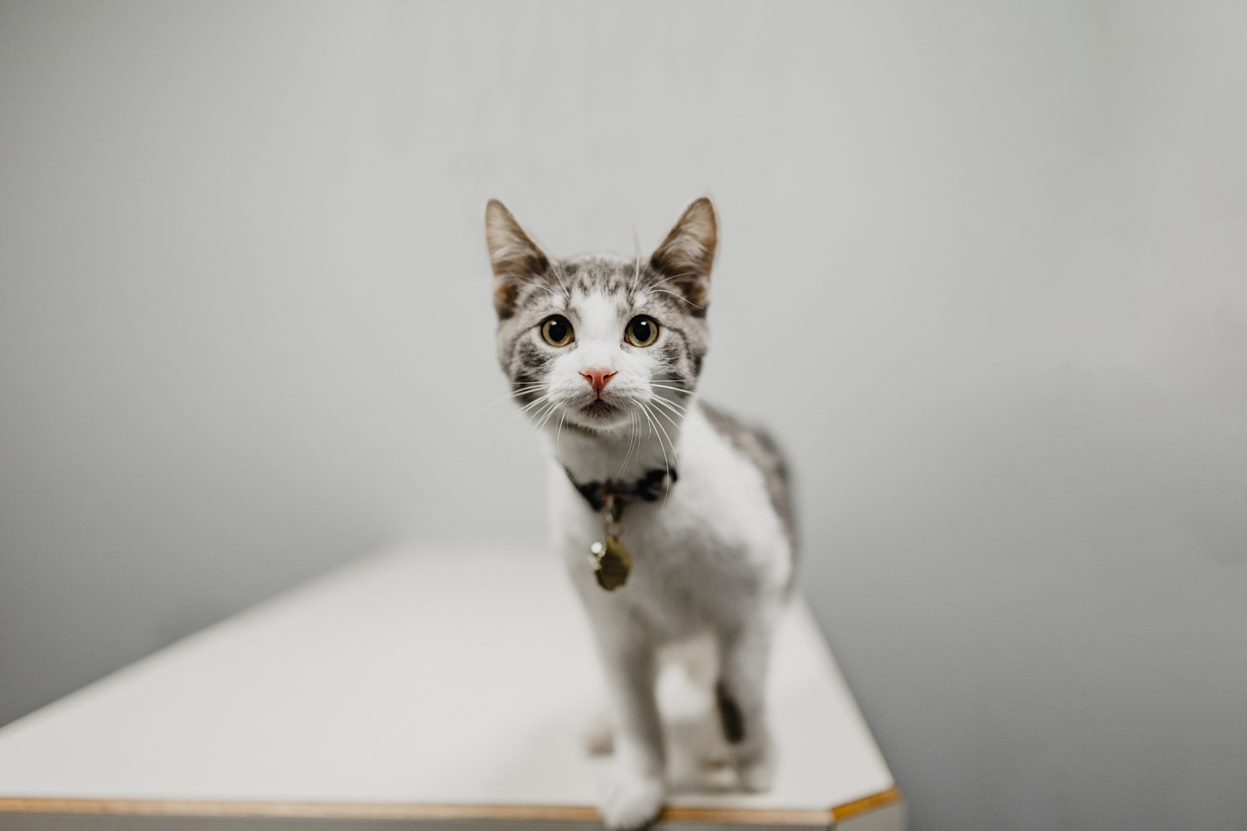 Links Resources Chagrin Valley Veterinary Clinic Veterinarian In 